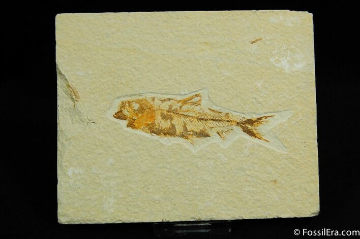 Complete Green River Knightia Fish Fossil #21